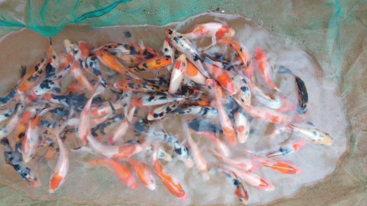 ilustrasi-gambar-kumpulann-ikan-koi-kecil Ilustrasi gambar kumpulan ikan koi kecil