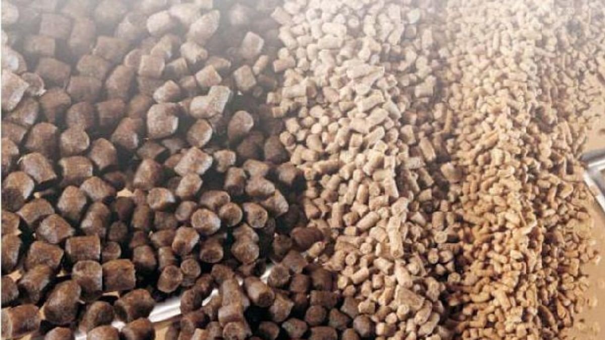 ilustrasi-gambar-pakan-ikan-koi-kecil-sampai-besar Gambar pakan ikan koi kecil sampai ikan koi besar