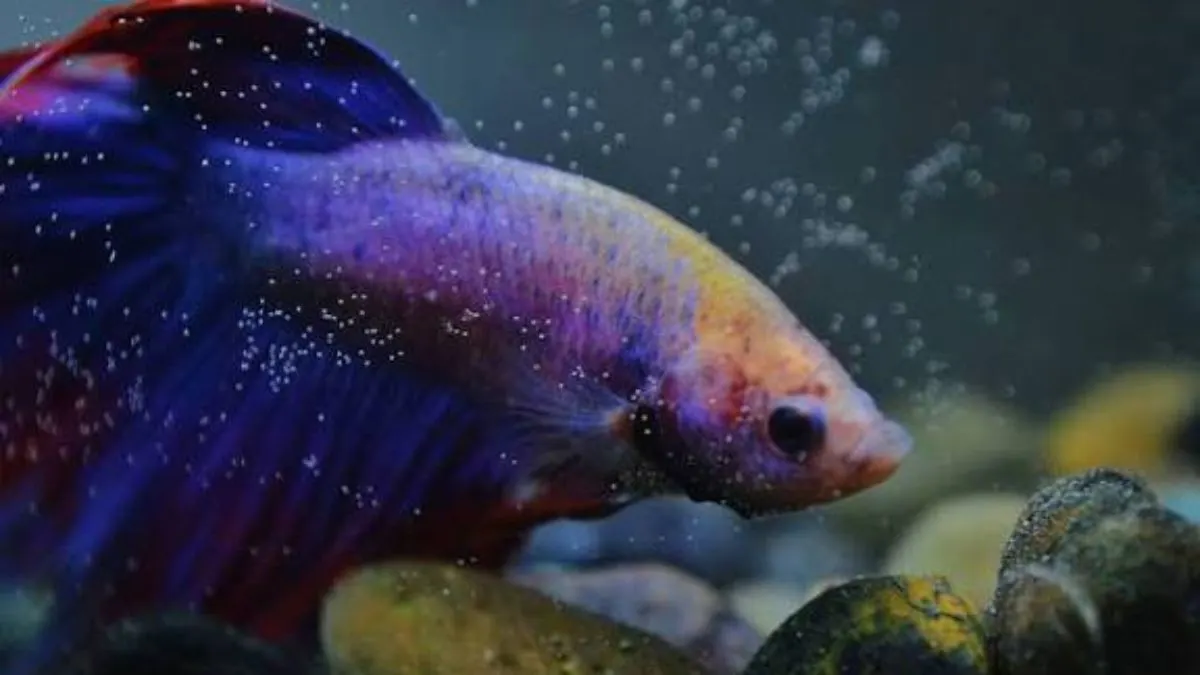 Ilustrasi ikan cupang berada di dasar akuarium