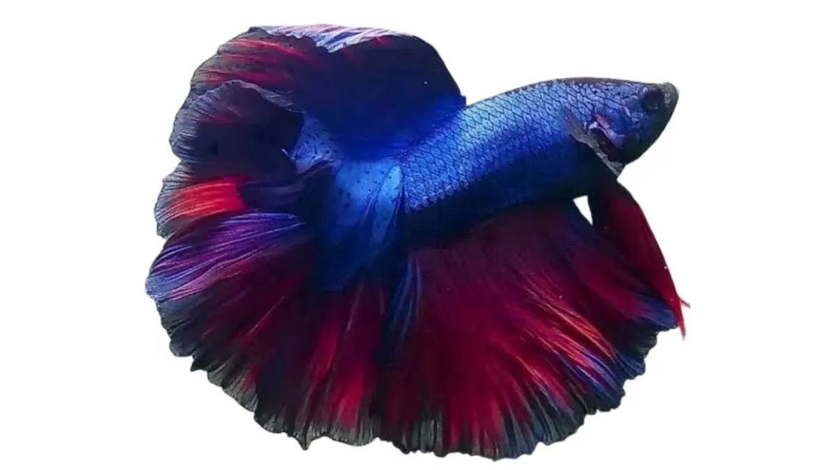 Ilustrasi gambar ikan cupang halfmoon rosetail