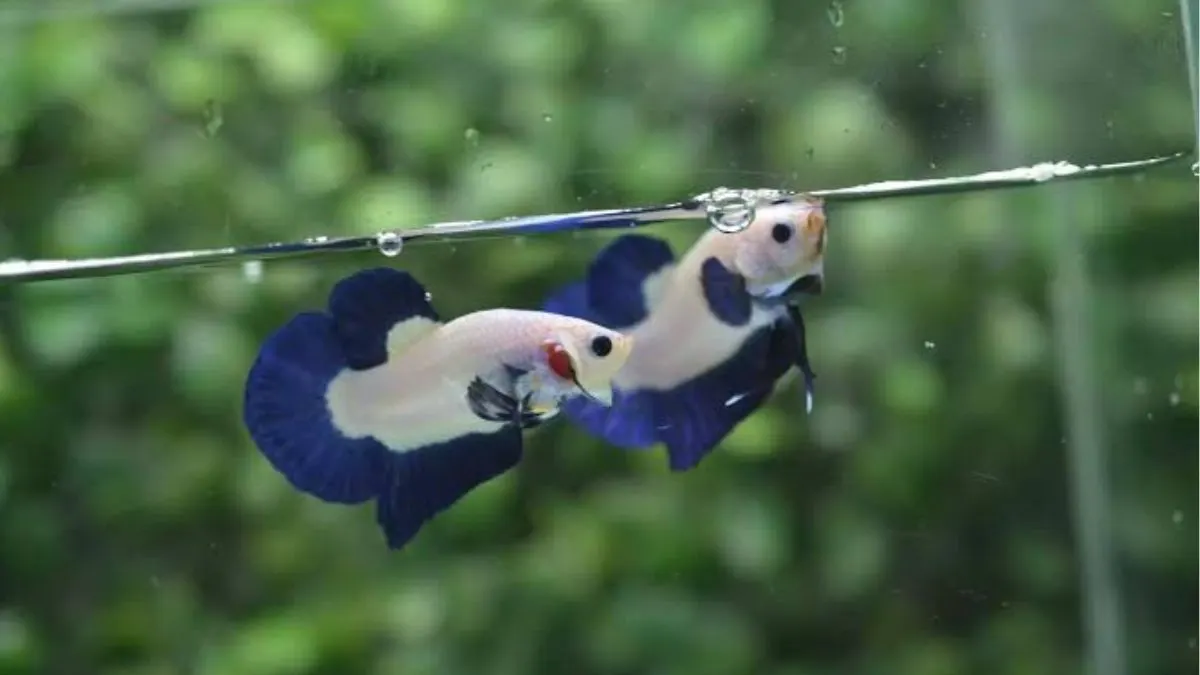 Ilsutrasi gambar ikan cupang plakat bluerim di akuarium