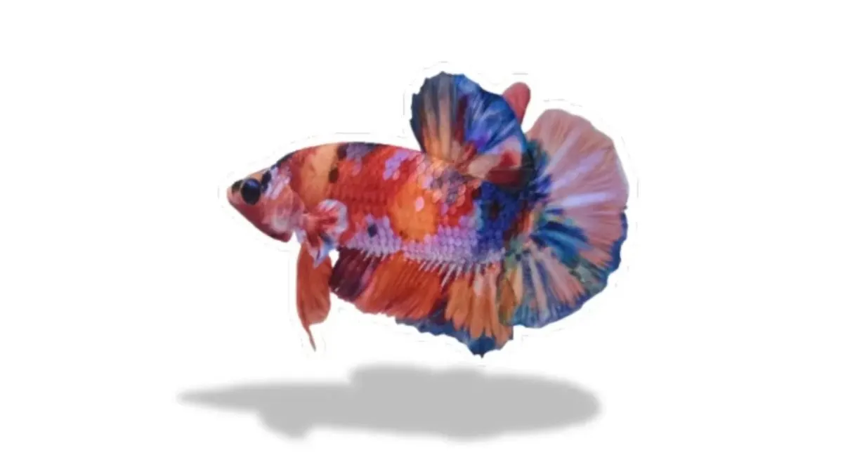 ilustrasi-ikan-cupang-plakat-multicolor Gambar ikan cupang plakat multicolor