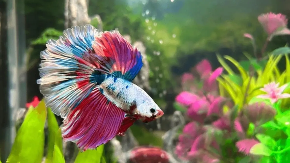 Ilustrasi gambar ikan cupang rosetail