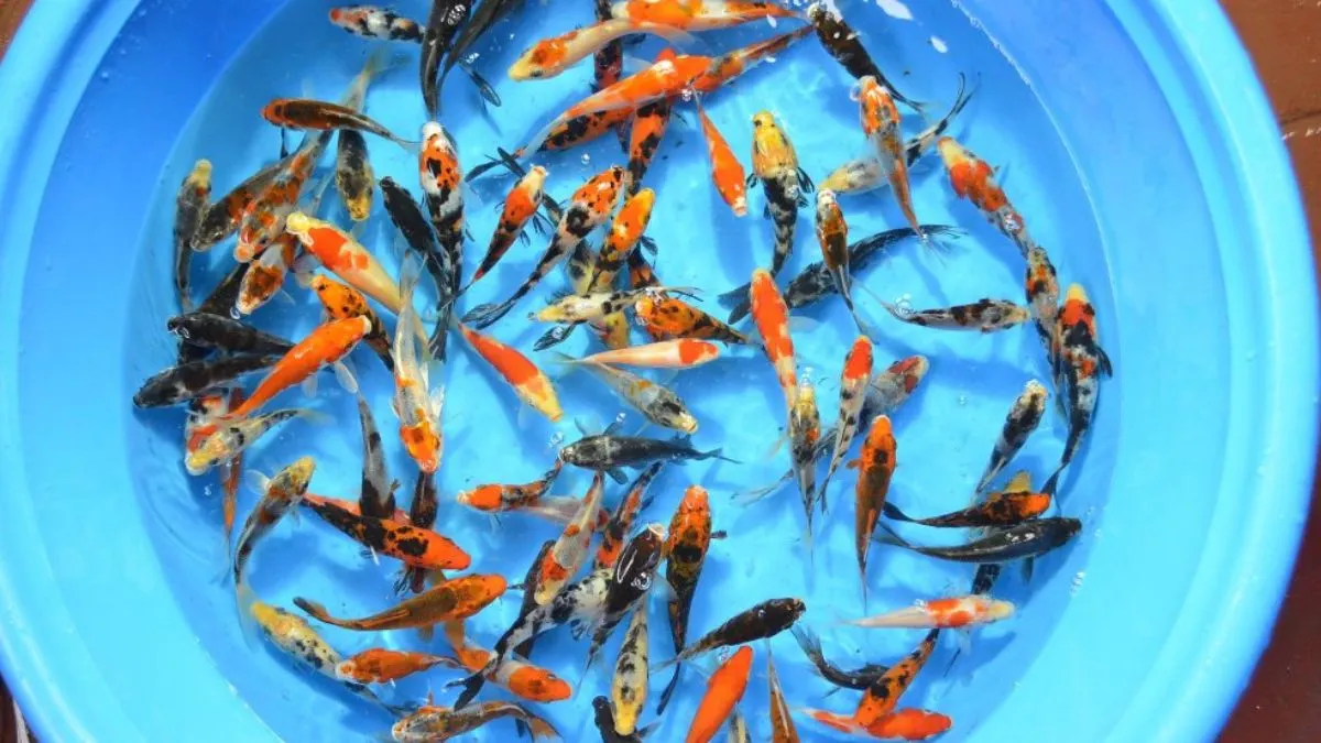 ilustrasi-ikan-koi-kecil-di-kolam-mini Ilustrasi banyak berbagai ikan koi muda di bak kolam koi