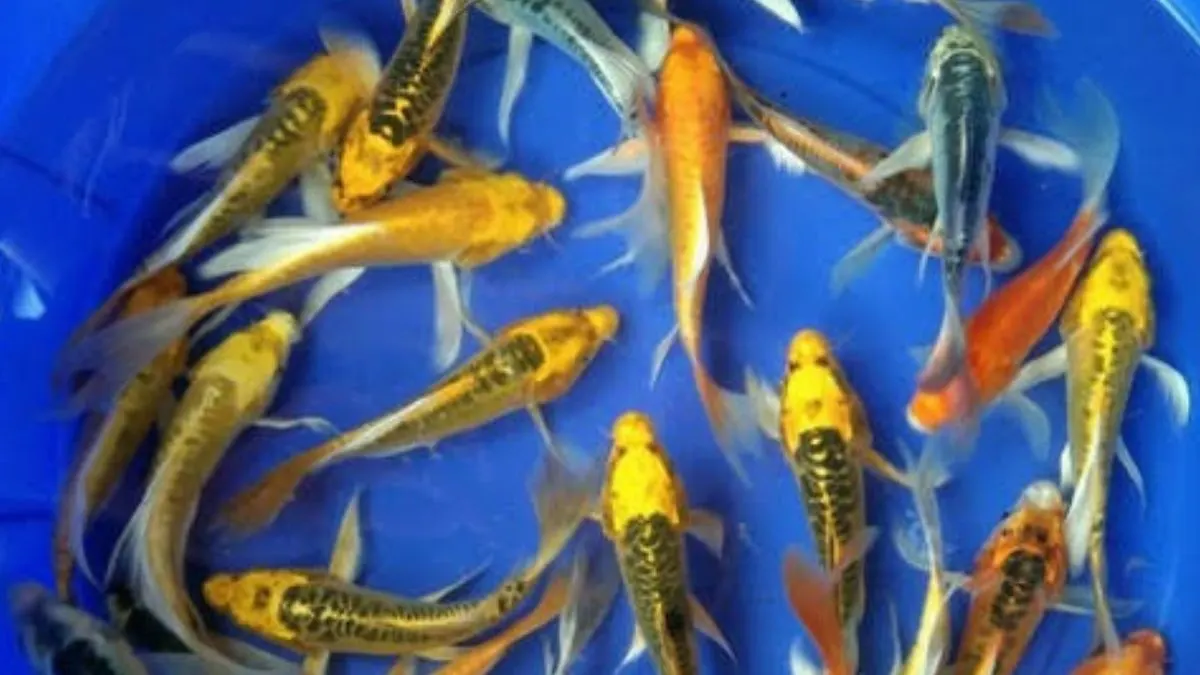 ilustrasi-ikan-koi-kecil Ilustrasi ikan koi di bak kolam ikan koi kecil