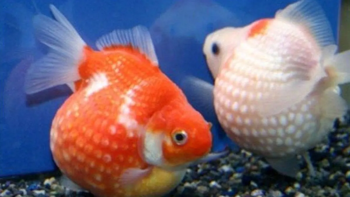 Ilustrasi ikan koki mutiara di akuarium