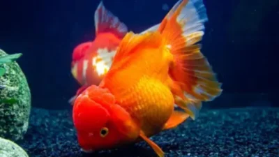 Gambar ikan koki oranda lionchu