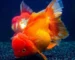 Gambar ikan koki oranda lionchu