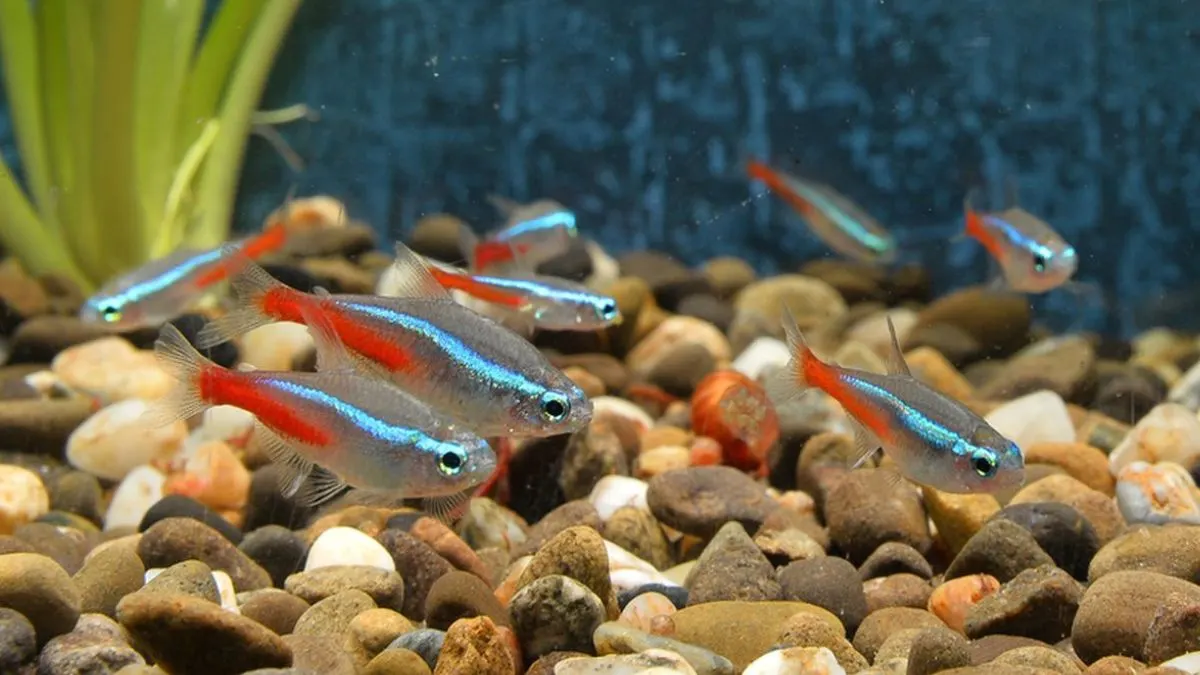 Ilustrasi gambar jenis ikan hias kecil neon tetra