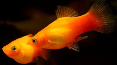 Ilustrasi jenis ikan hias kecil platy