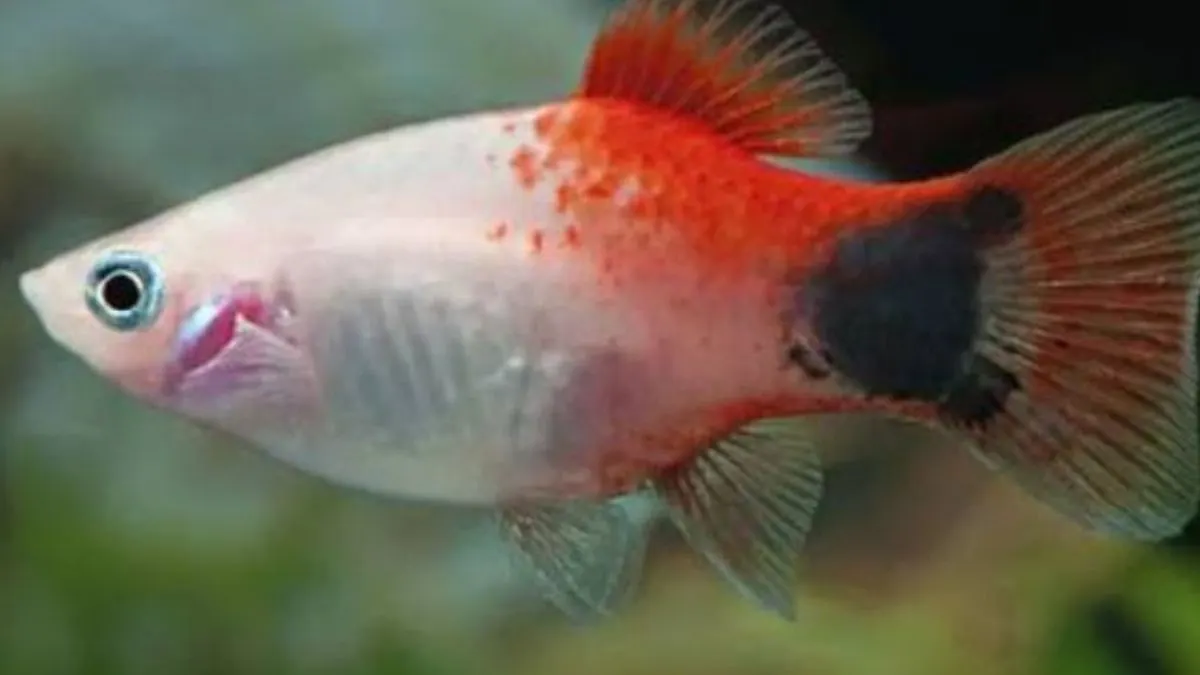 Ilustrasi jenis ikan platy caroline