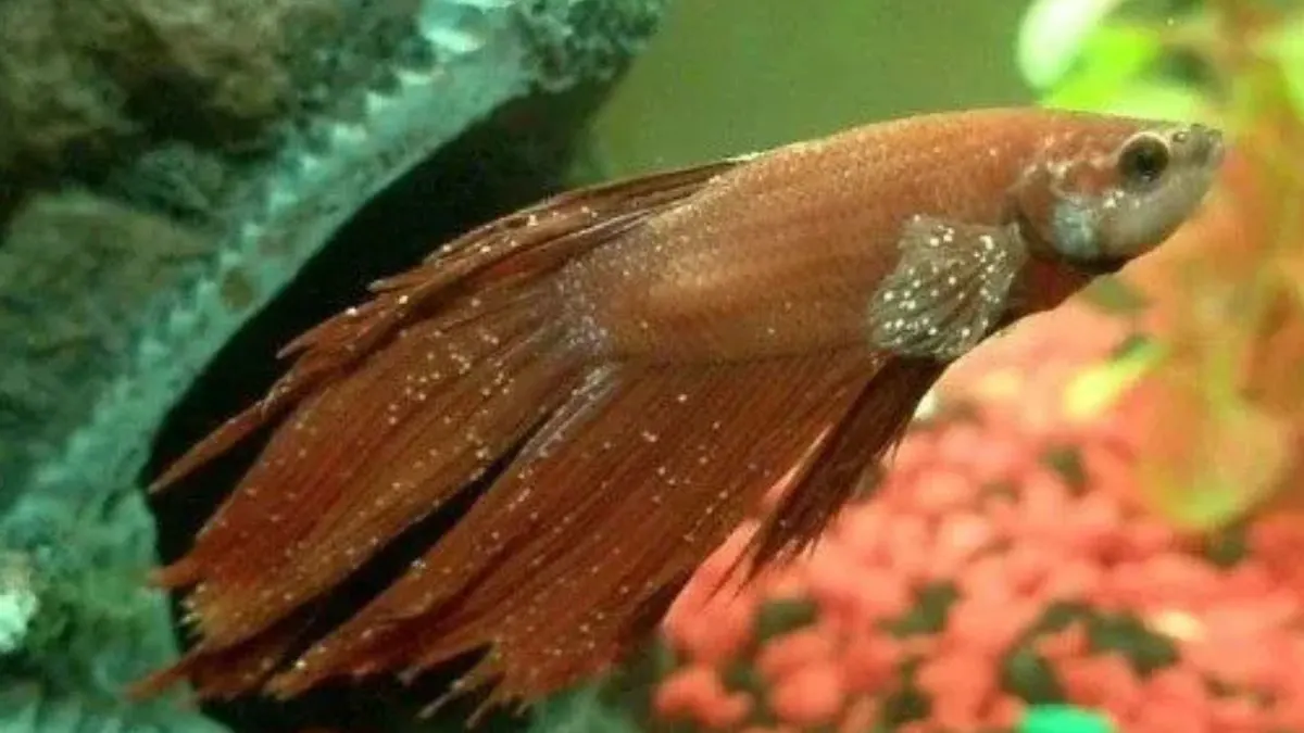 ilustrasi-ikan-sakit-white-spot-parasite Ilustrasi ikan terkena penyakit white spot atau parasit ich