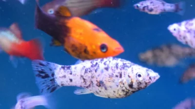 Ilustrasi kumpulan jenis ikan hias kecil di akuarium