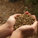 Ilustrasi pakan premium untuk ikan channa