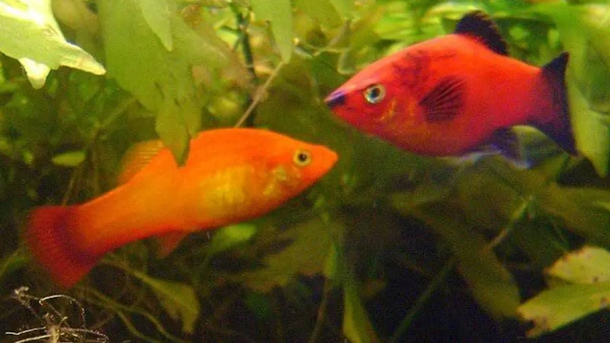 Ilustrasi pasangan ikan platy sunset dan coral