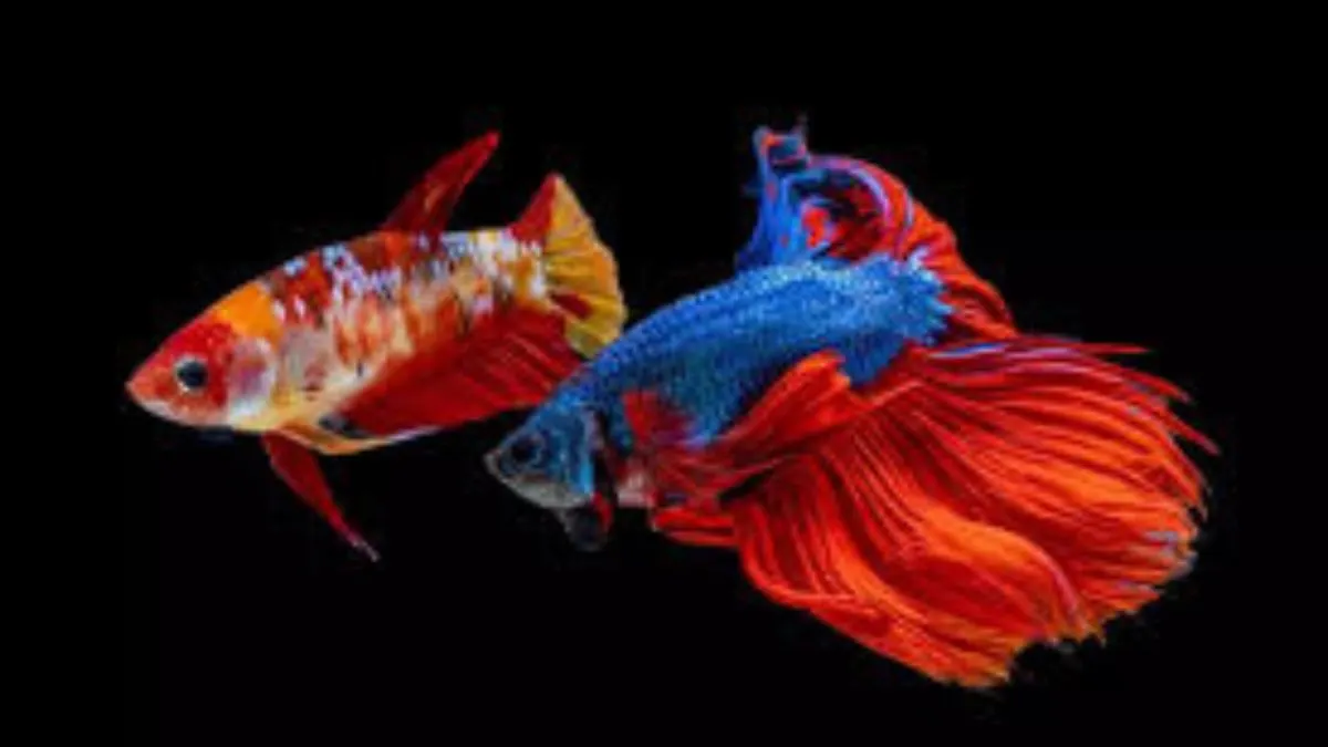 Foto ikan cupang betina dan jantan