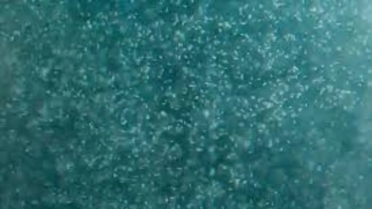 infusoria Ilustrasi infusoria untuk pakan burayak