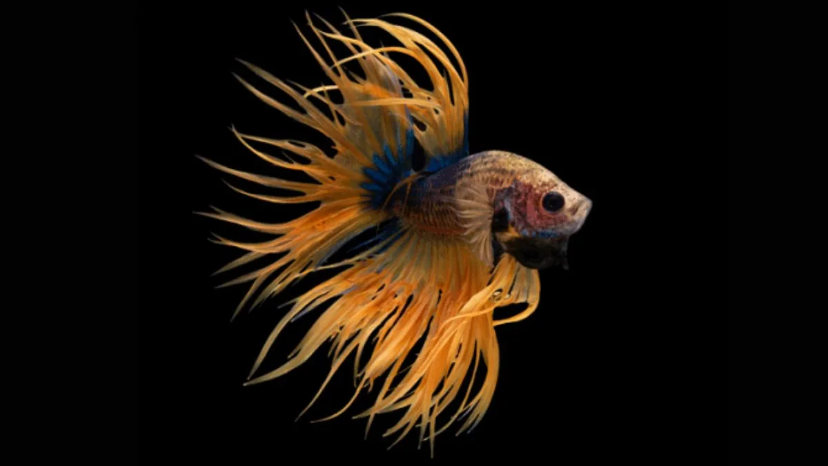 jenis-ikan-crowntail-single-ray Ilustrasi gambar jenis ikan cupang crowntail single ray