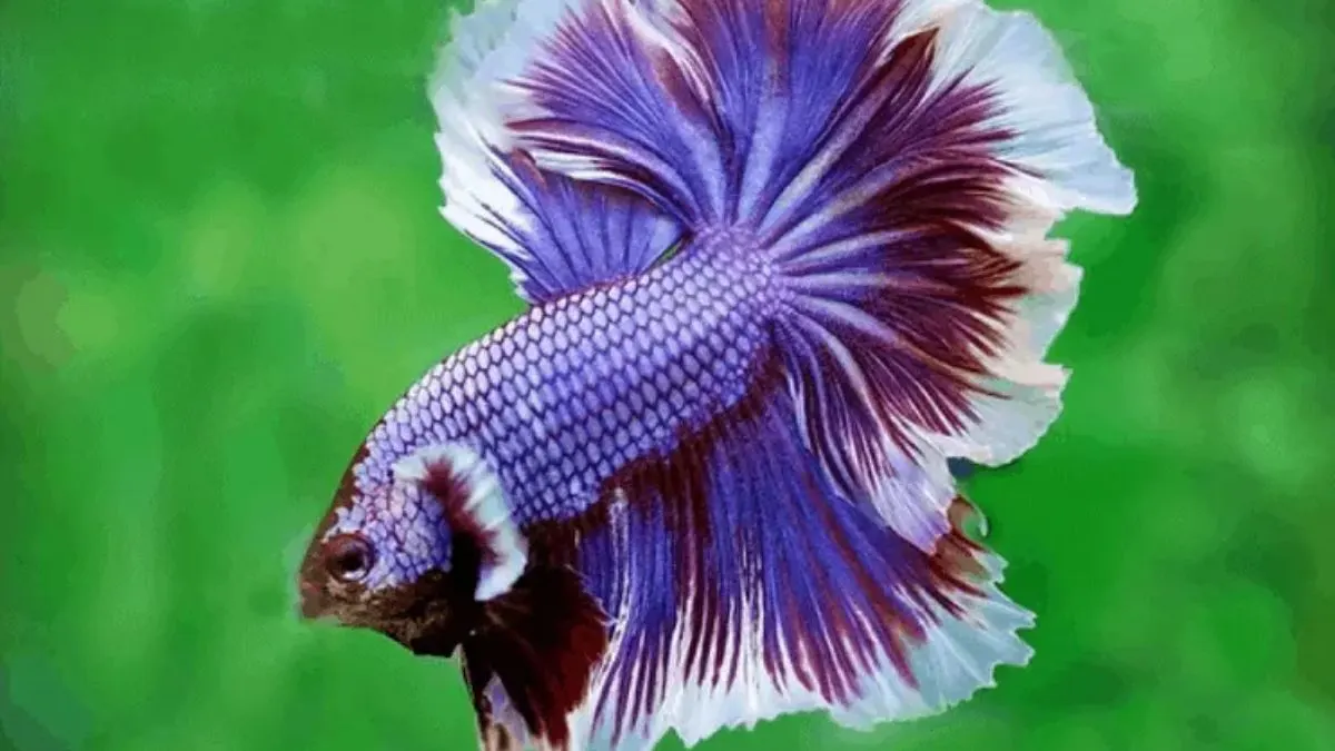 ilustrasi gambar ikan rosetail halfmoon purple