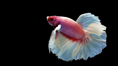 Gambar ikan cupang Halfmoon Rosetail