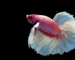 Gambar ikan cupang Halfmoon Rosetail