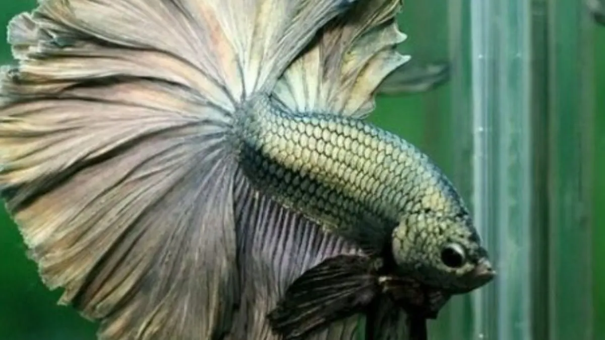 Ilustrasi ikan cupang rosetail cooper mix halfmoon