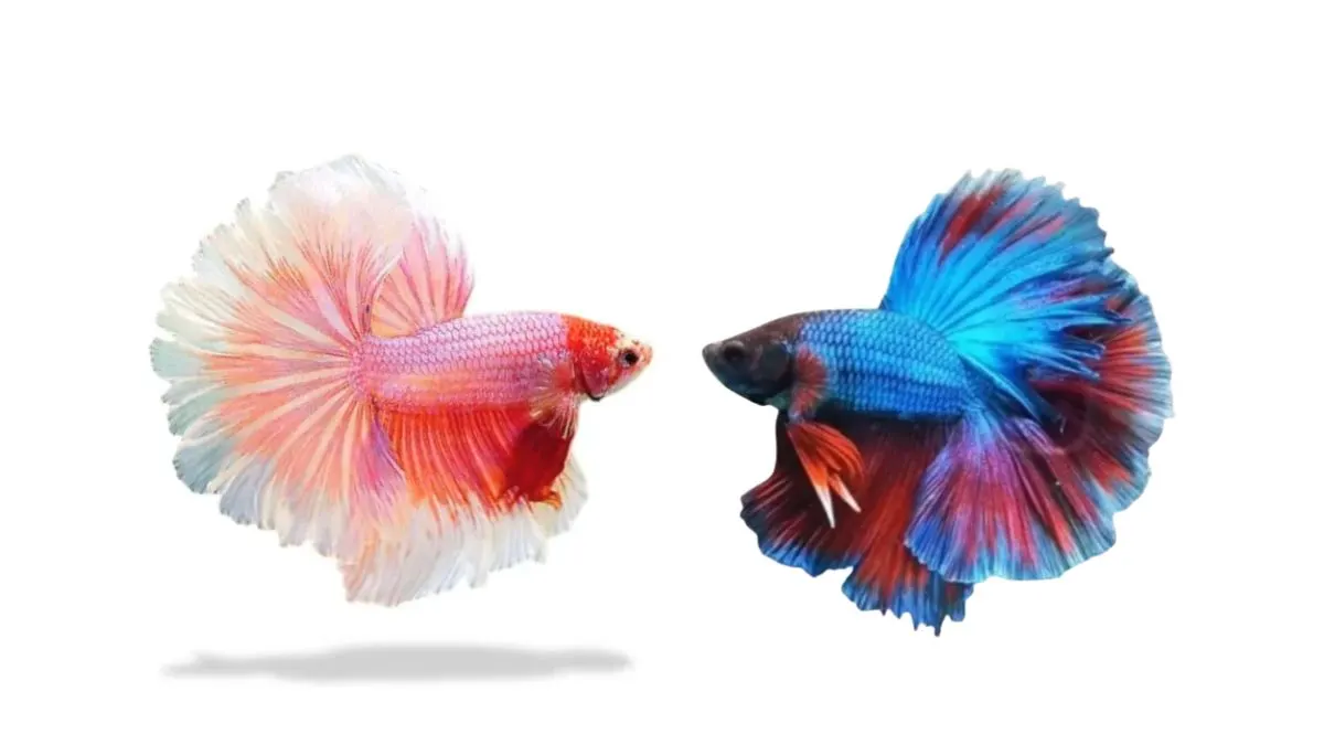 Ilustrasi perbedaan ikan cupang rosetail dan halfmoon