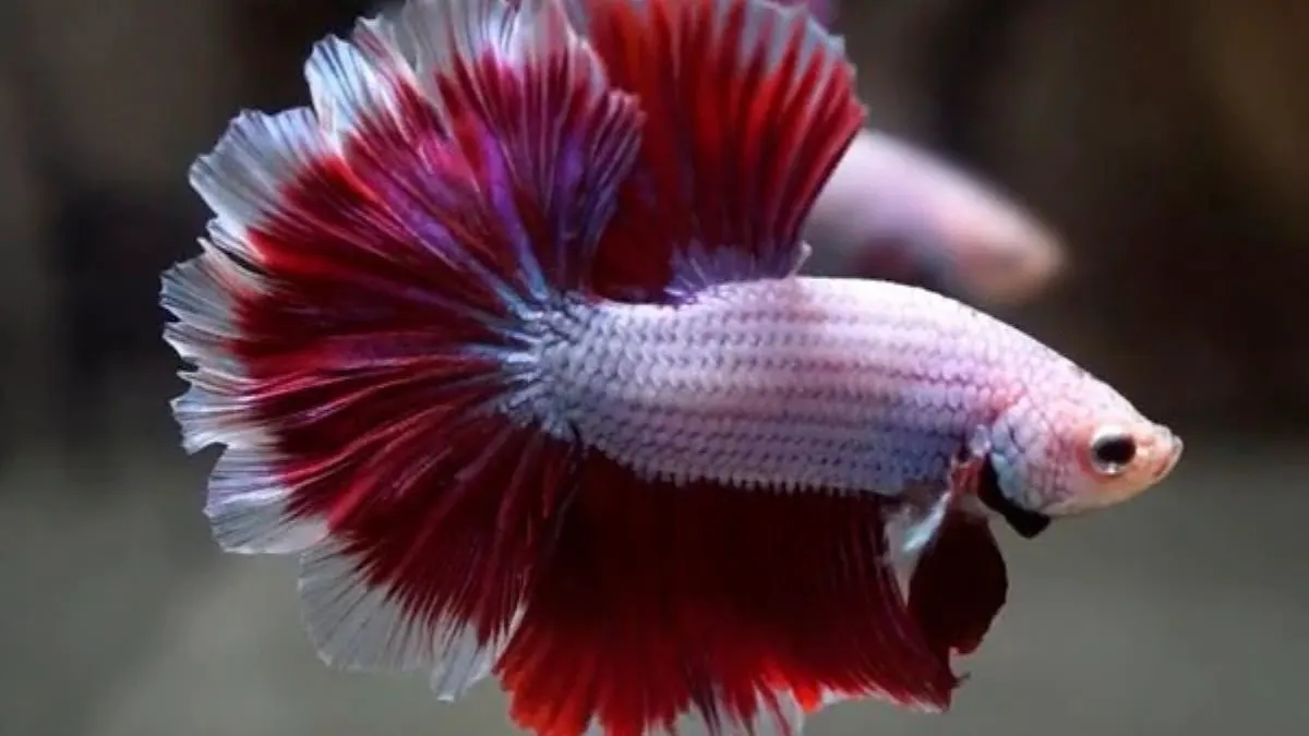 jenis-ikan-cupang-rosetail-dragon Ilustrasi ikan cupang flaring