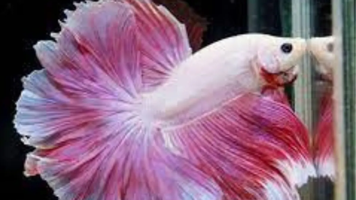 jenis-ikan-cupang-rosetail-fancy-pink Ikan cupang rosetail fancy pink jantan flaring