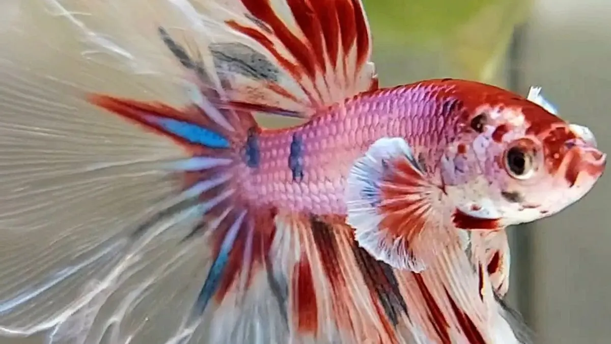 Ilustrasi ikan cupang rosetail multcolor