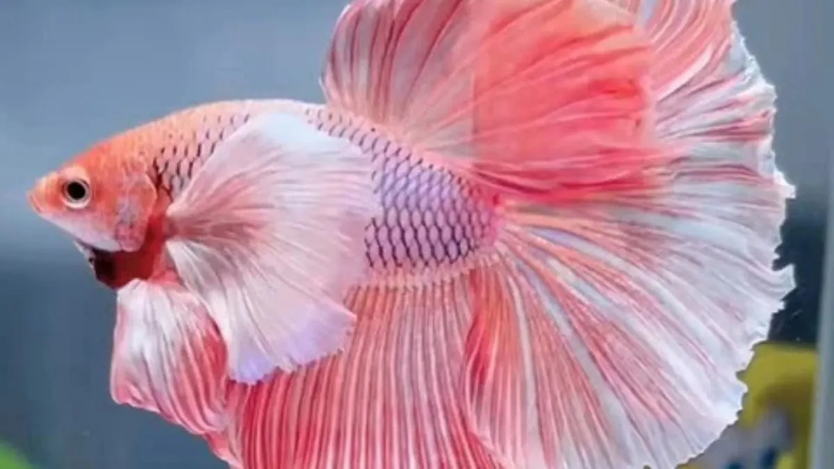 Ilustrasi ikan cupang rosetail pink aurora