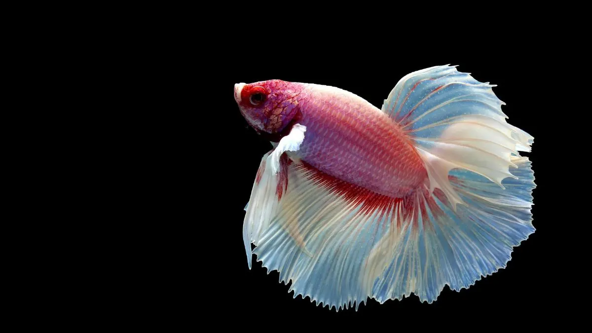 Ilustrasi gambar ikan cupang rosetail