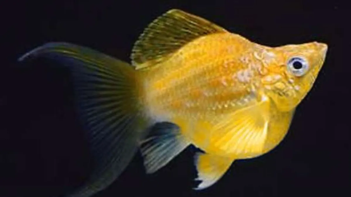 jenis-ikan-molly-balon-thailand Ilustrasi jenis ikan molly balon thailand