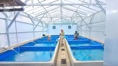 Proses karantina ikan cupang