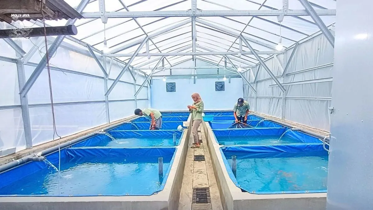 karantina-ikan-cupang-yang-akan-dikirim Proses karantina ikan cupang