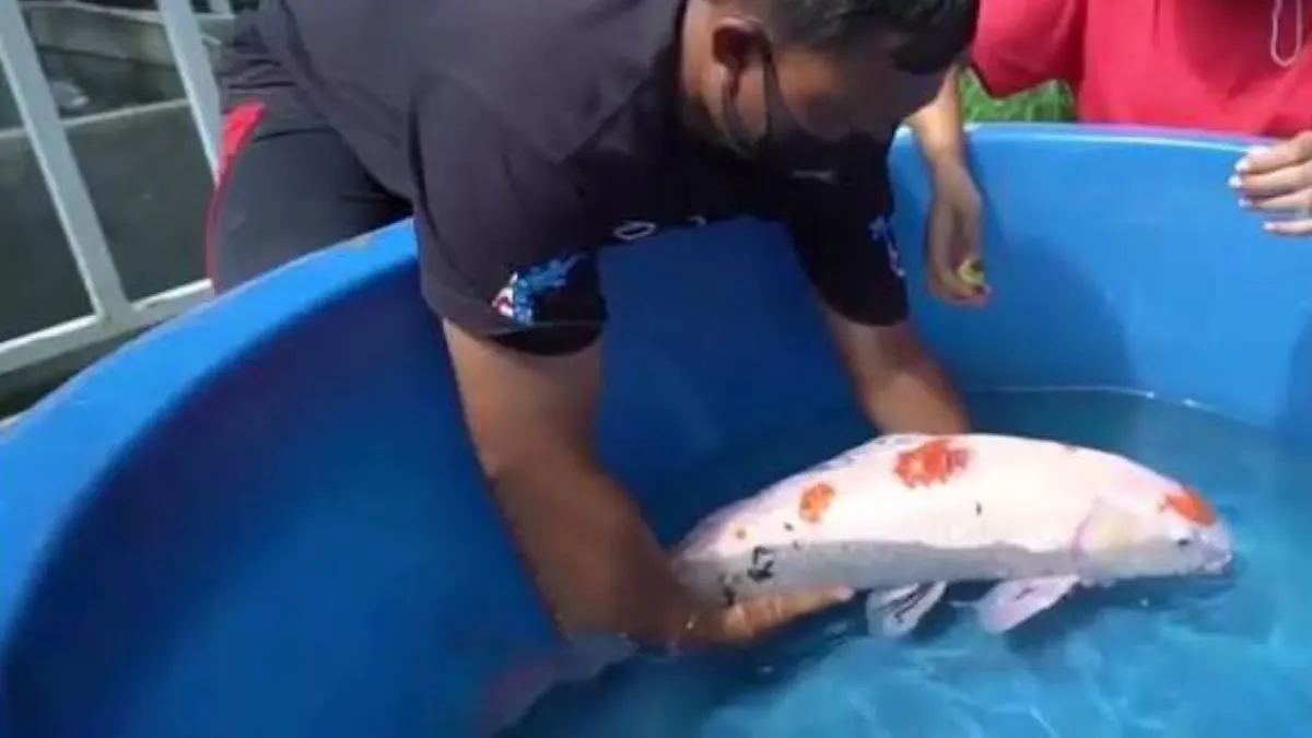 karantina-ikan-koi-dengan-penyakit Ilustrasi ikan koi sakit dan dikarantina untuk pengobatan