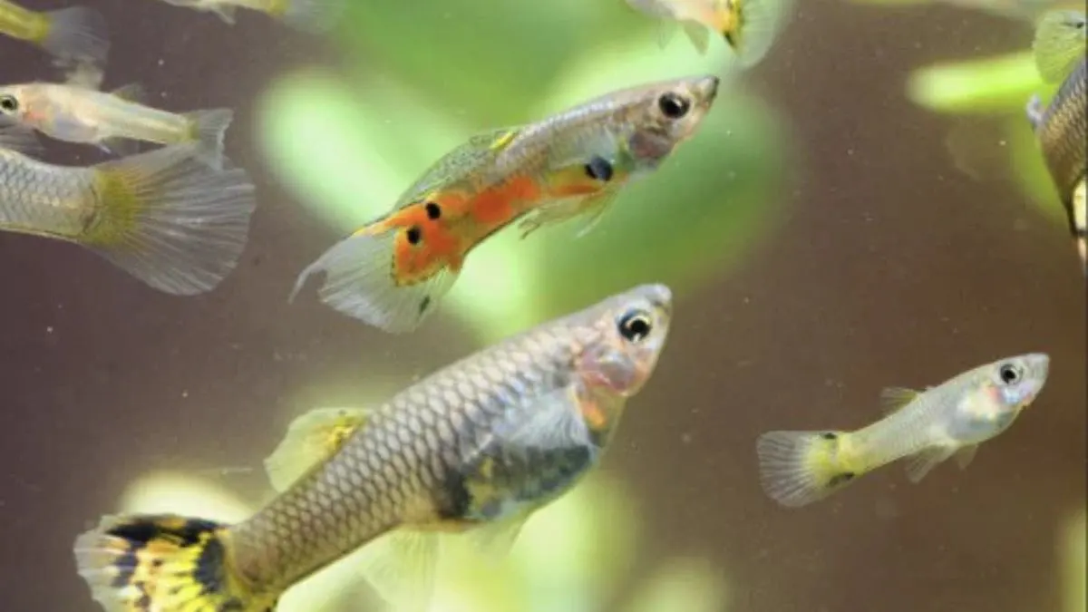 Ilustrasi ikan guppy di akuarium