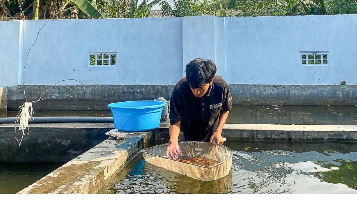 mengurus-ikan-cupang-di-kolam Gambar mrngurus ikan cupang di kolam