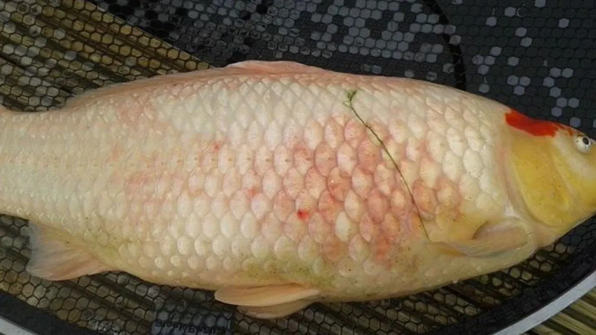 penyakit-ikan-koi-badan-merah-karena-bakteri Gambar ikan koi dengan penyakit badan merah