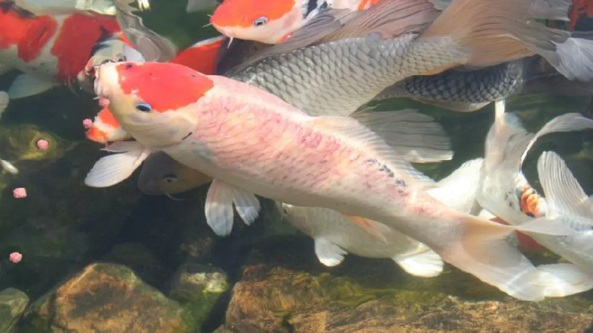 penyakit-ikan-koi-badan-merah Ilustrasi gambar penyakit ikan koi badan merah dengan seekor koi di sebuah kolam