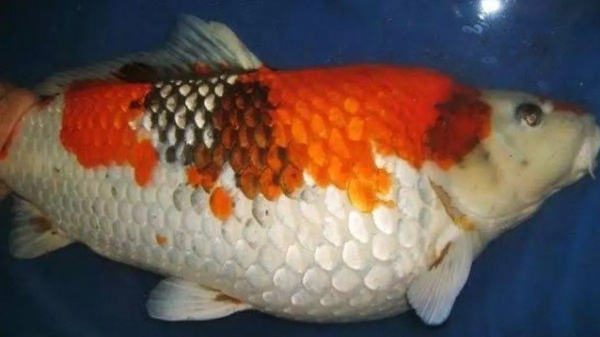 penyakit-ikan-koi-bengkak-dropsy Ilustrasi ikan koi terkena penyakit dropsy