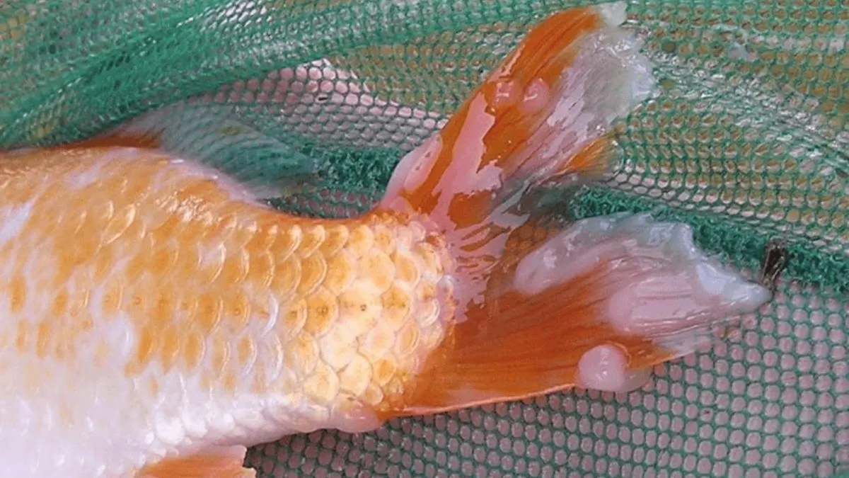 penyakit-ikan-koi-busuk-ekor Ilustrasi busuk ekor maupun busuk sirip