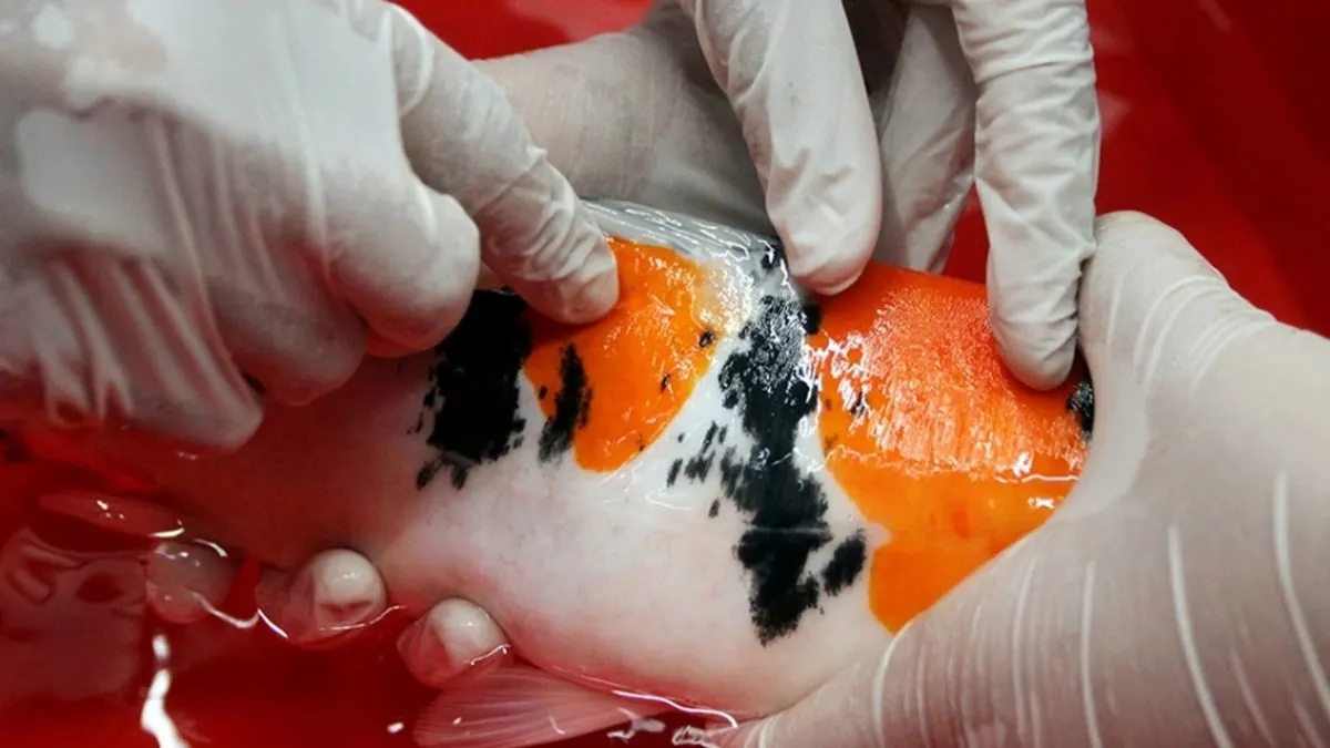 Ilustrasi penyakit ikan koi yang sedang diobati