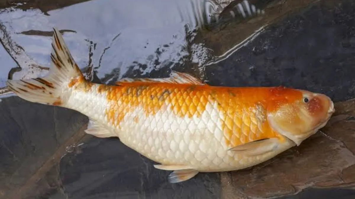 penyakit-ikan-koi-dropsy Ilustrasi gambar penyakit ikan koi dropsy