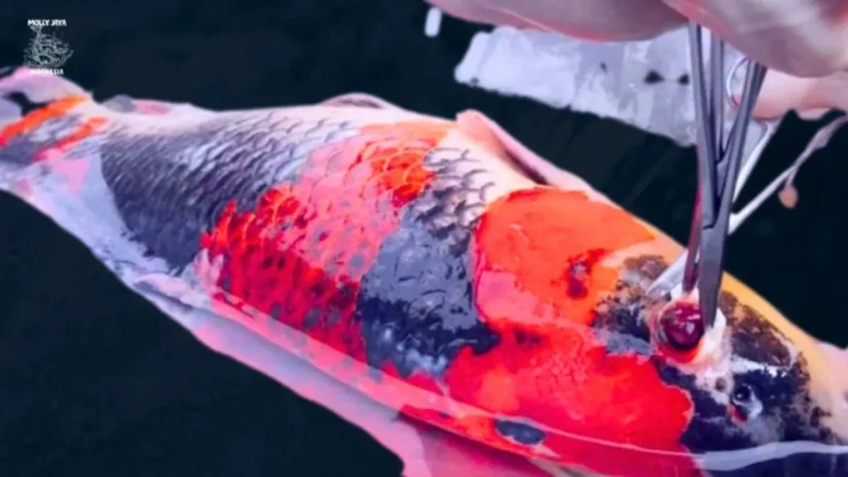 penyakit-ikan-koi-mata-keluar-pop-eye Ilustrasi penyakit ikan koi pop eye