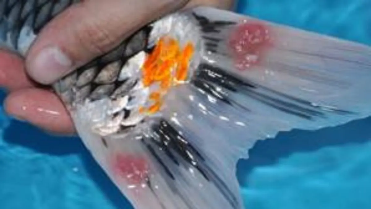 penyakit-ikan-koi-tail-rot-busuk-rot Ilustrasi fin rot atai tail rot yang terjadi sebagai penyakit ikan koi