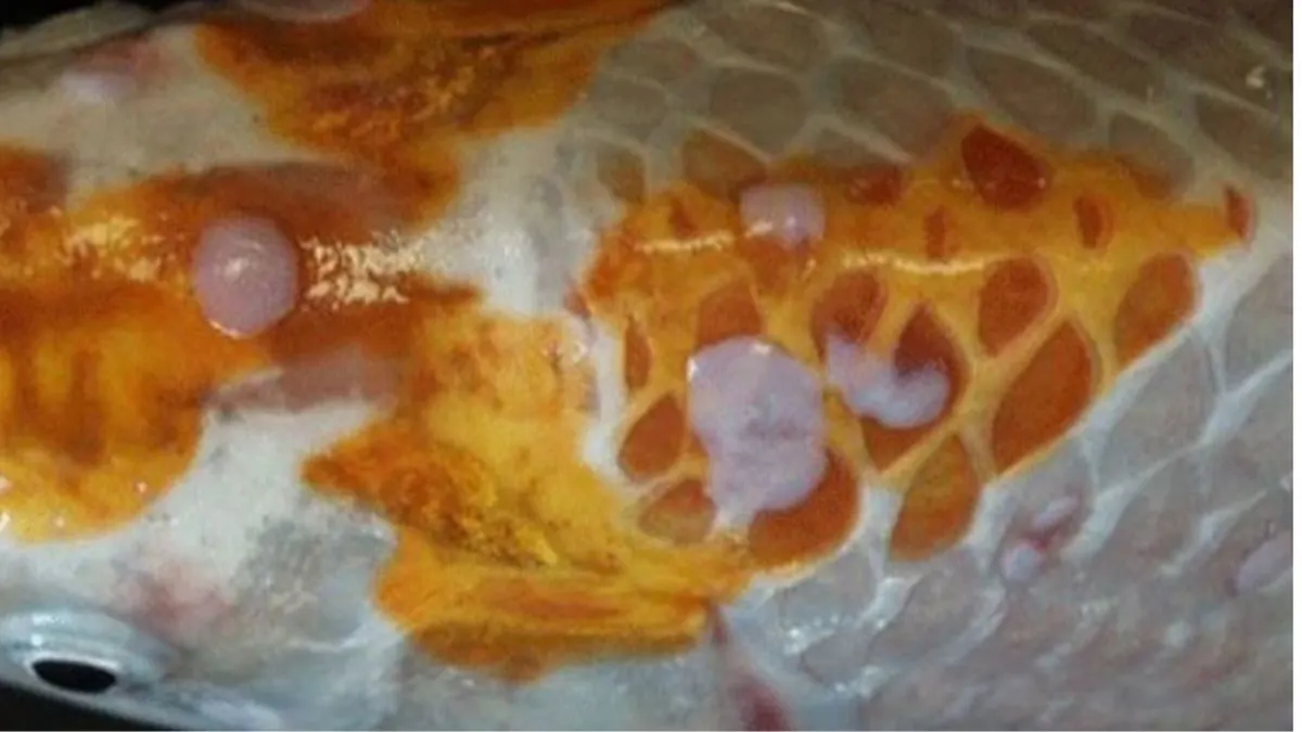 penyakit-ikan-koi-white-spot Ilustrasi gambar penyakit white spot