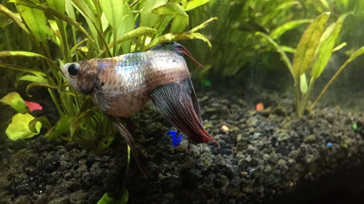 perawatan-ikan-cupang-dropsy Ilustrasi perawatan ikan cupang yang dapat dilaksanakan