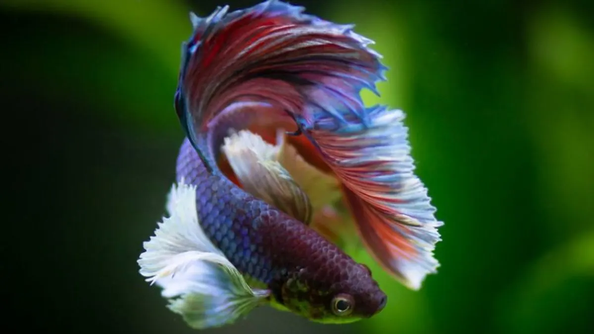 Ilustrasi perawatan ikan cupang