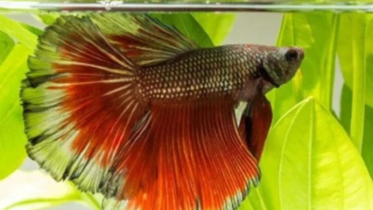 Gambar perawatan ikan cupang dengan ikan air ketapang